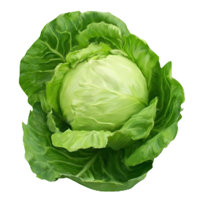 Cabbage